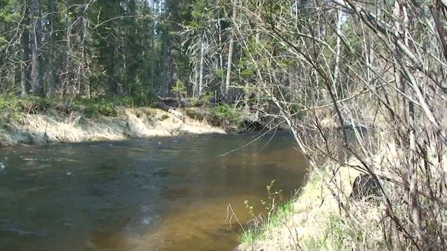 Что за зверь ? смотреть онлайн