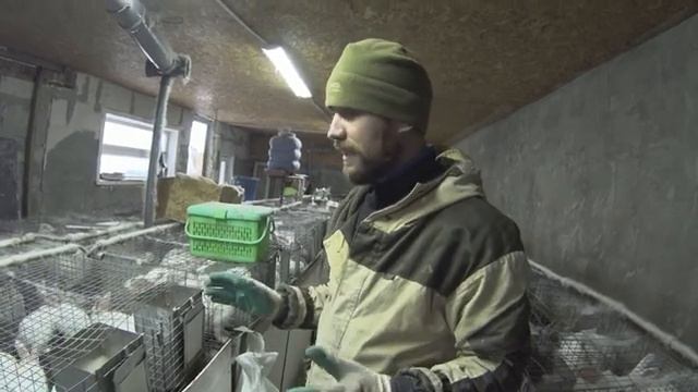 Старт эксперимента: Дорогой- Дешевый комбикорм для кроликов смотреть онлайн