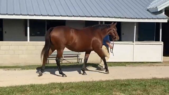 Hip #558 - Buff Beauty/BROODMARE by Street Sense - Harley Rose (IF to Mucho Macho Man) смотреть онлайн