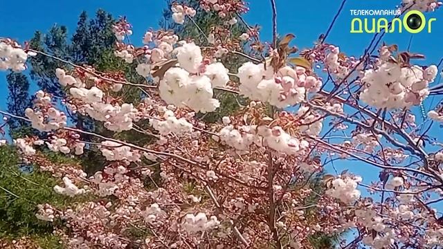 Цветение черешни (Видеоблог Евгения Степанова) смотреть онлайн