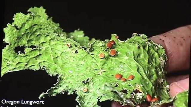 Essentials of Forest Ecology смотреть онлайн