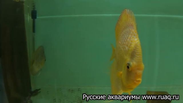 Мы в гостях у Сергея Шилова. Питомник Дискус1. Discus1 смотреть онлайн