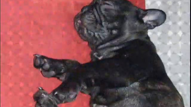 French Bulldog смотреть онлайн