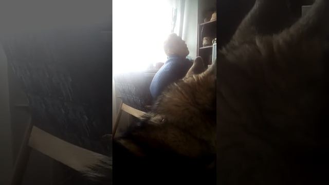 Бальдр(Хаски) разговаривает.#собакадругчеловека смотреть онлайн