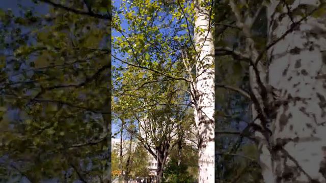 Майские дни. В Перовском парке идем к сирени. смотреть онлайн