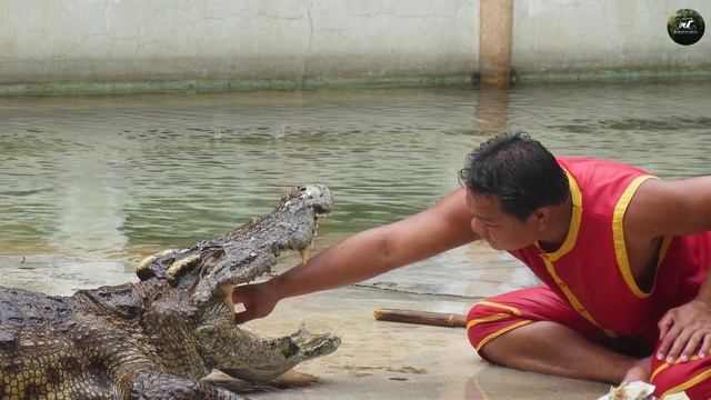 Самые интересные факты о крокодилах! смотреть онлайн