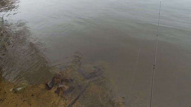 Zemex Impressive 732 (21+)