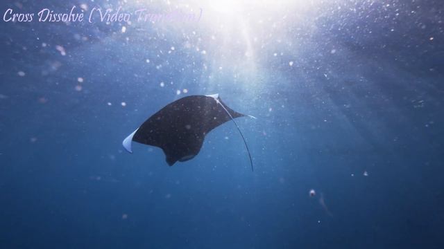 Multimedia - Sea life смотреть онлайн