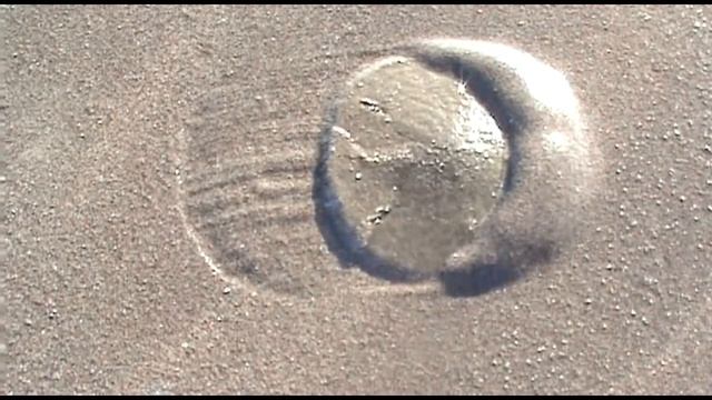 Facts: The Sand Dollar смотреть онлайн