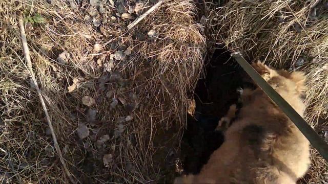 Прогулка с собаками, ягдтерьер нашел нору. смотреть онлайн