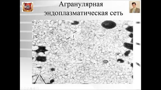 Лекция № 1. Цитология. смотреть онлайн