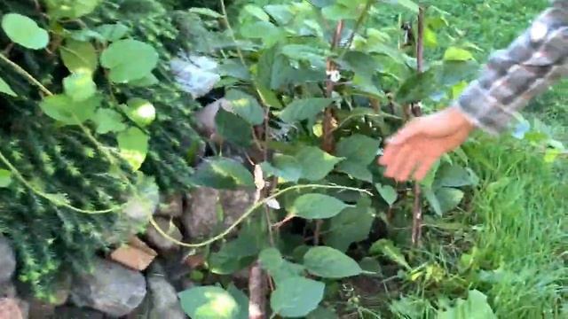 ЖИЗНЬ в ГЛУХОЙ ДЕРЕВНЕ. БЕЛАРУСЬ .АКТИНИДИЯ КОЛОМИКТА и АРГУТА (Киевская селекция) смотреть онлайн