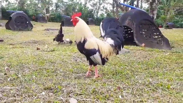 FLARRY EYE GREY | SLIP SPUR Gamefarm in Bacolod Philippines | Mark Kelley смотреть онлайн