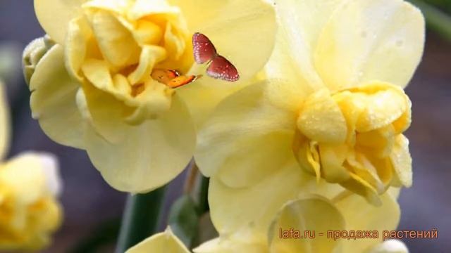 Нарцисс махровый Йеллоу Чирфулнесс ? обзор: как сажать, луковицы нарциссы Йеллоу Чирфулнесс смотреть онлайн