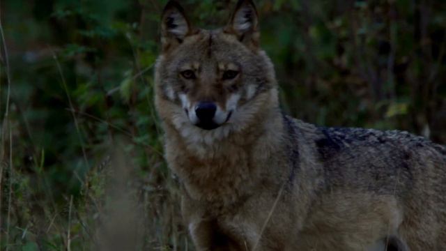Mann fesselt Frau am Baum und verschwindet – Dann taucht ein Wolf auf! Schau was danach passiert! 😰 смотреть онлайн