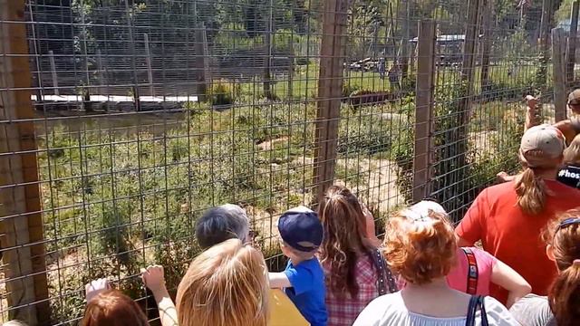 Feeding Time - Indochinese Tigers | Jason Asselin смотреть онлайн