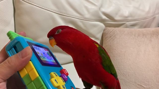 Red birb “Yay! GAME BOY! ........Huh? Something's not right смотреть онлайн