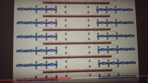 актин и миозин