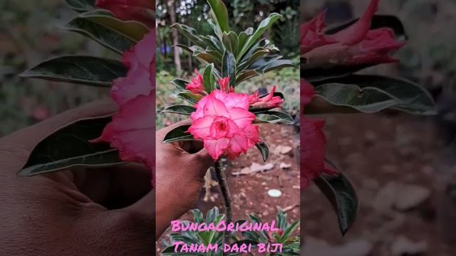 Original Darah Somalense #bunga #adenium #flowers смотреть онлайн