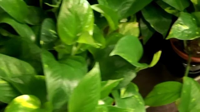 Epipremnum Pinnatum 'Aureum'