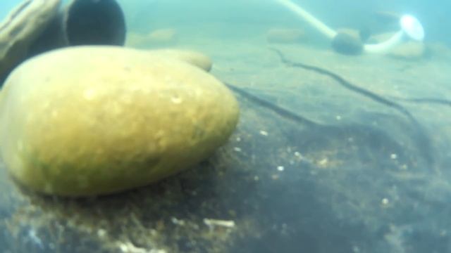 Пруд с рыбой // Подводные съемки пруда на даче // Карп и Карась в пруду под водой смотреть онлайн
