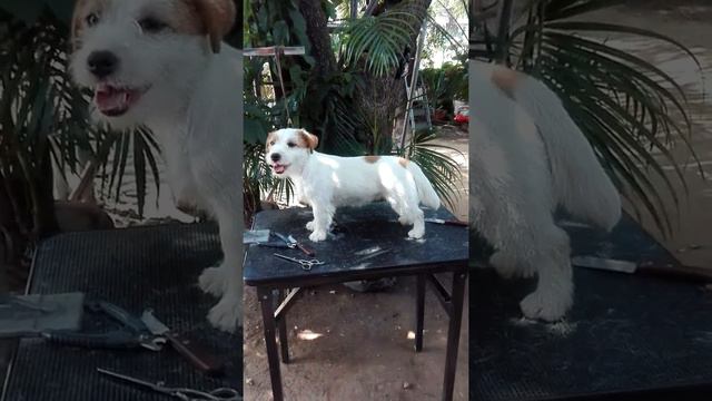 One Minute Grooming Seminar. смотреть онлайн