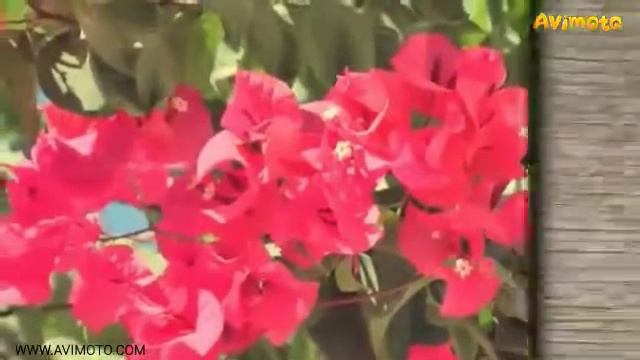 Красный каркаде