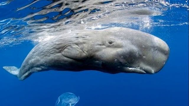 ТОП 10 самых интересных фактов о КАШАЛОТАХ смотреть онлайн