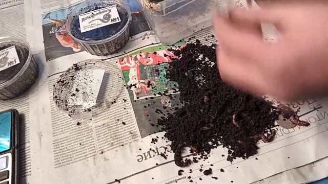 Червь ДЕНДРОБЕНА. Продажа живых насадок. смотреть онлайн