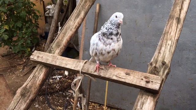 Мраморные голуби Сергея часть 2 смотреть онлайн