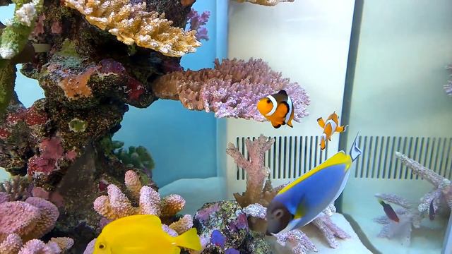 Big Size Marine Aquarium - Price & Parody смотреть онлайн