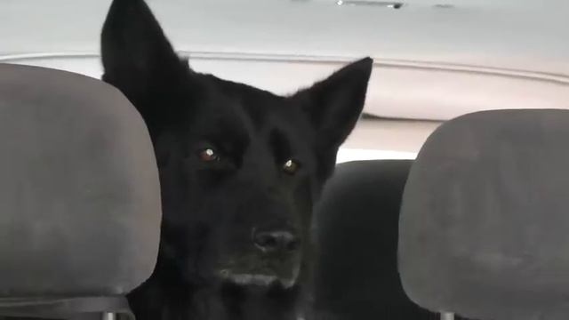 ПОРОДИСТЫЕ Немецкие Овчарки. Purebreds German Shepherds. Одесса. смотреть онлайн