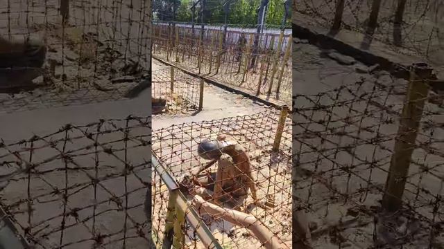Тигровые клетки в Кокосовой тюрьме на о. Фукуок. смотреть онлайн
