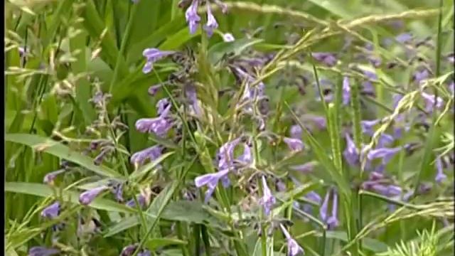 Путешествие по Алтаю.Чемал,Куюс.Altaj region.Siberia Russia смотреть онлайн