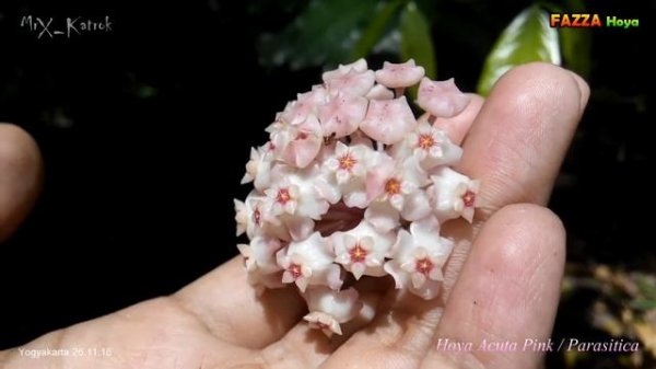 HOYA ACUTA PINK  Parasitica Pink 20161126 Fazza Hoya Nursery Indonesia