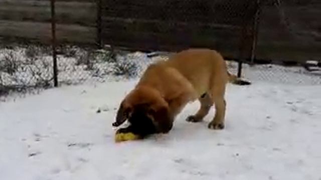 Английский мастиф , Bernard 2,5 month смотреть онлайн