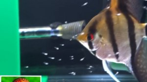 Скалярия РОЖАЕТ !!! Смотрим до конца !!! Роды Скалярий!!!