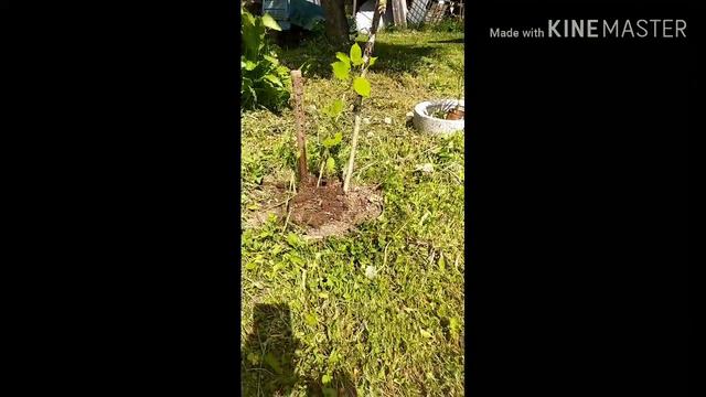 Дача, #день№1. НАЧАЛО УЖАСА смотреть онлайн