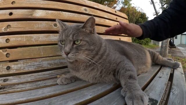 トトロみたいな猫の大きなお腹を触ったら指をザリザリと舐めてきた смотреть онлайн