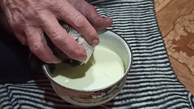 Роды у козы/классический окот первокотки. смотреть онлайн