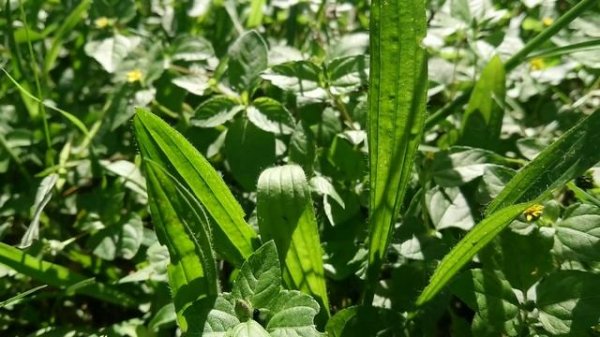Foraging: Plantain, Plantago Lanceolata