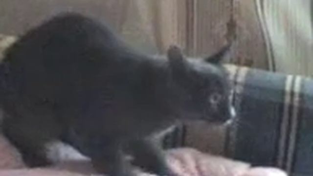 массаж свинке смотреть онлайн