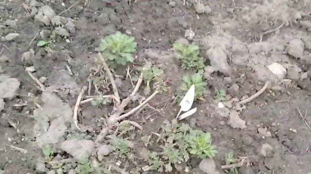 Всё замёрзло 😥без слез не глянешь 😥 последствия заморозка . смотреть онлайн