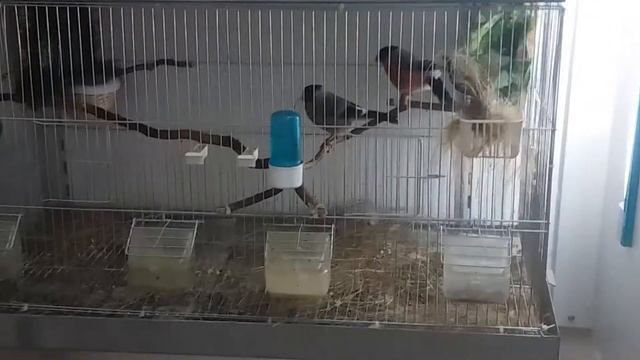 Zimovka parenje pyrrhula pyrrhula mating TOP 10+BIRD FOOD смотреть онлайн