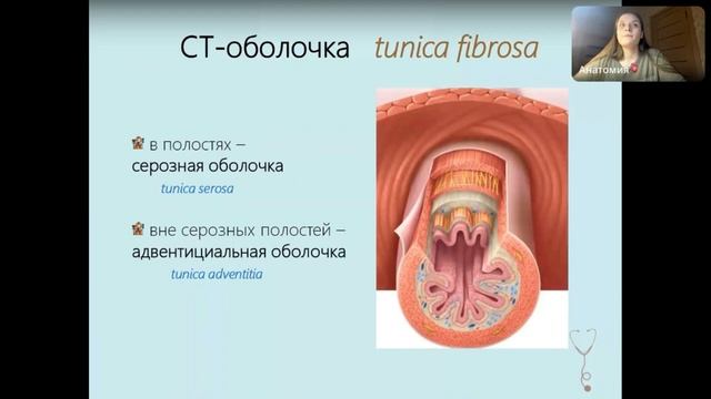 Анатомия. Введение в спланхнологию смотреть онлайн