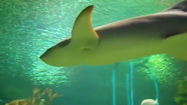 Океанариум в Санкт-Петербурге смотреть онлайн