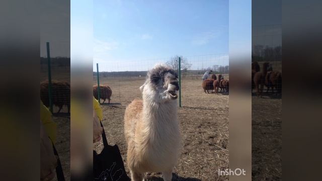 Эти милые животные. Альпака. Ламы смотреть онлайн