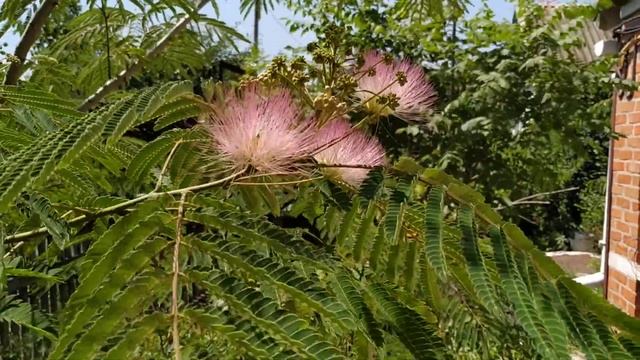 Красивое цветение Ленкоранской акации. смотреть онлайн