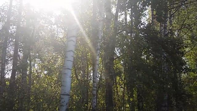 Берёзовый край. Натэлла Пак. смотреть онлайн