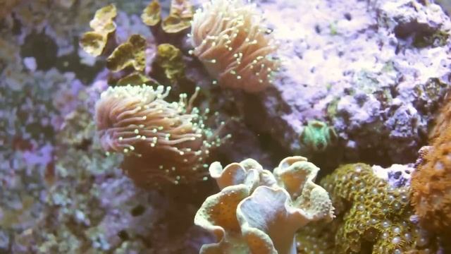 Расслабляющий аквариум/ Рыбки/ Для детей смотреть онлайн